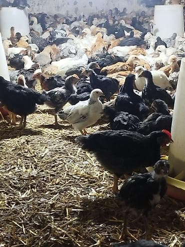 xarkov cuce: Toyuq cücələri, Ətlik, Pulsuz çatdırılma — 3