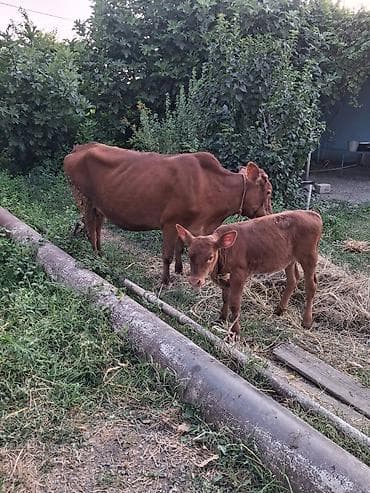 inek: 2 ci qarın 1 aydı.doğub altda dişi anqus balsı var süt 6 7 ünvan — 1