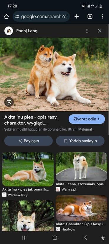 pitbul balasi satilir: Akita-inu, 1 ay, Erkek — 2