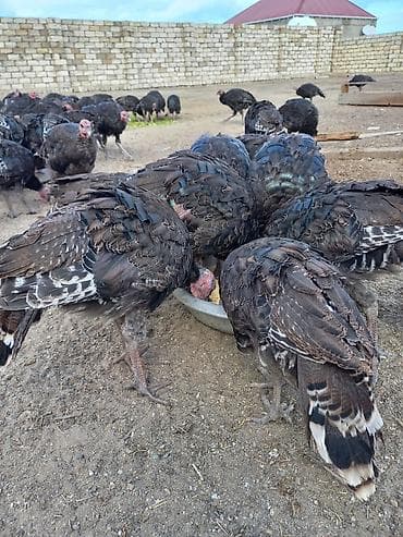 Heyvanlar üçün mallar: 2,3,4,5 kiloya qədər var ətrafli məlumat üçün tel 070 669 66 48 — 2