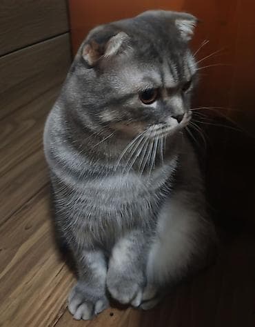 Şotland yastı qulaq