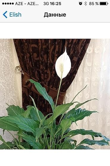 hazir perdeler: 2 qollu qalin perde biri hazir veziyetde 1m60sm .100azn — 2