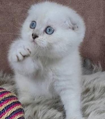 Quşlar: Şotland yastı qulaq — 3