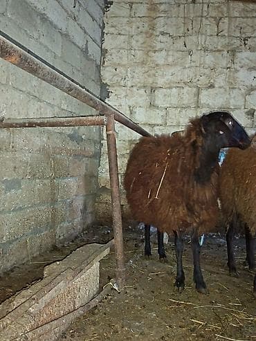 Qala cinsi 1 ilik qocdu 6 ayından sürür heyvan Əsil damazlıq heyvandı — 2