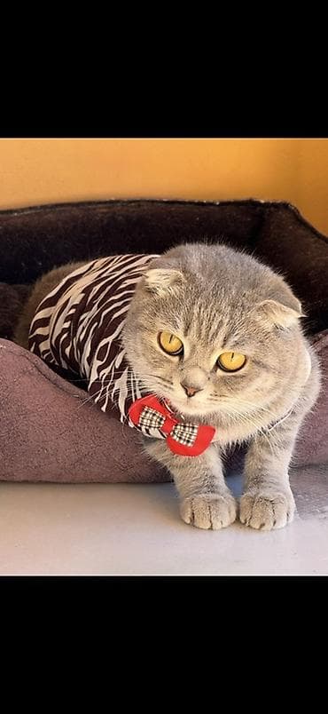 Oyuncaqlar: Sotland ve şinşila sortunun garışıqıdı 1yaş 3aylıqdı terbiyesi var — 2