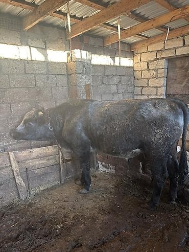 lalafo keci satisi: Satışda ətlik qaramal – bir neçə baş erkək heyvan. Xüsusiyyətlər: - — 5