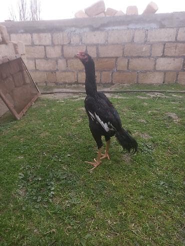 gəncə toyuq satan: Salam. 6 aylıq beçədi. Cinsi qanı superdi. Cücə vaxtı Cəlilabaddan — 2