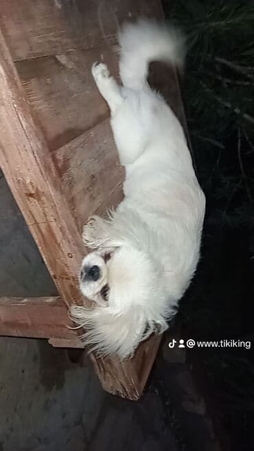 pekines itleri qiymeti: Pekines, 7 ay, Dişi, Peyvəndli, Ödənişli çatdırılma — 2