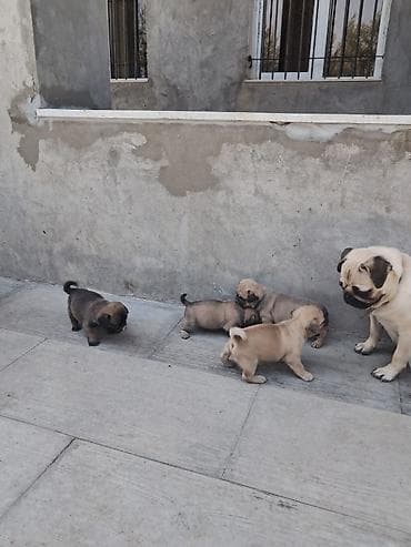 pulsuz it type 1: Mops, 1 ay, Dişi, Peyvəndli, Ünvandan götürmə, Ödənişli çatdırılma — 1