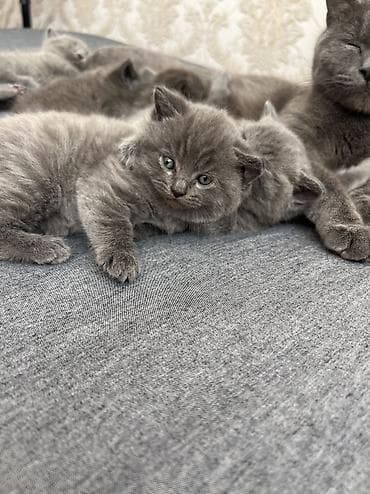 Животные: Британская, Самец, Самка, В добрые руки, Самовывоз — 2