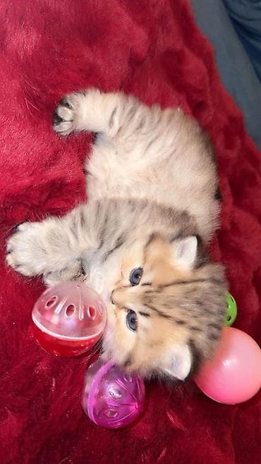 tuklu pisikler: Britan, Erkək, Dişi, Yaxşı əllərə, Ünvandan götürmə, Ödənişli çatdırılma — 5