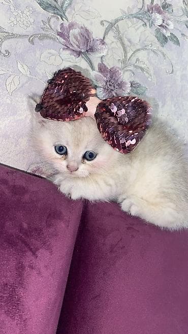 Heyvanlar üçün mallar: Britan — 3