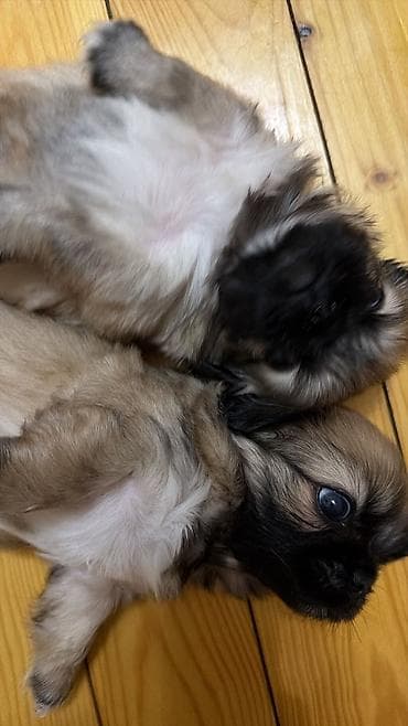 ay: Pekines, 1 ay, Erkək, Sənədli, Ödənişli çatdırılma — 8