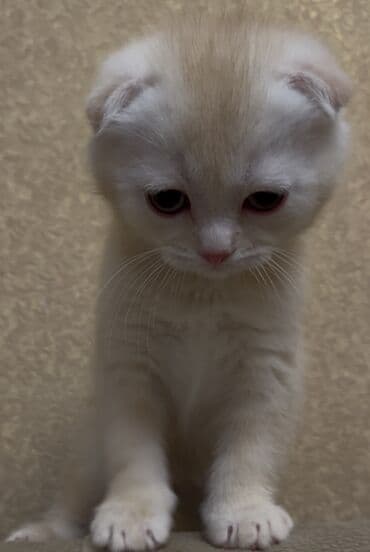 pişik sahiblendirme: Şotland yastı qulaq, Erkək — 3