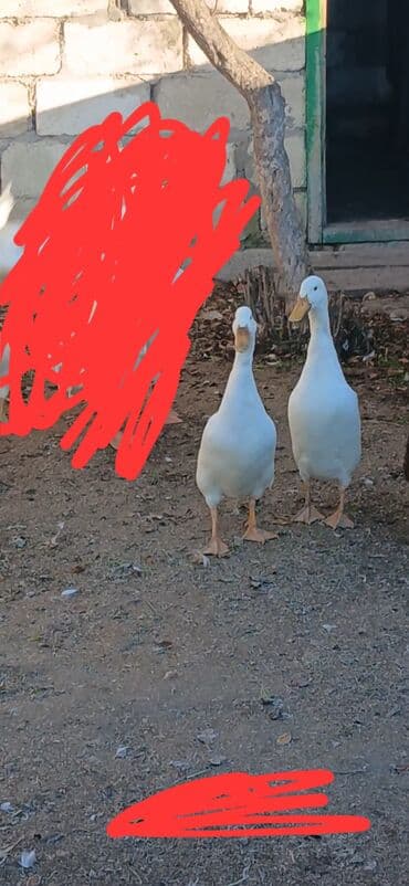 hind quslari: 5 ayliq Ağ pinqivin ordekleri 2 erkey 2 disi Hamsi bir yerde satlir — 1