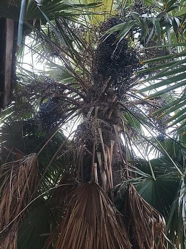 agac satisi: Palma ağacı Təsvir: diqqətlə oxuyun - 1.2 metr biridi 2.3 metr biri — 6