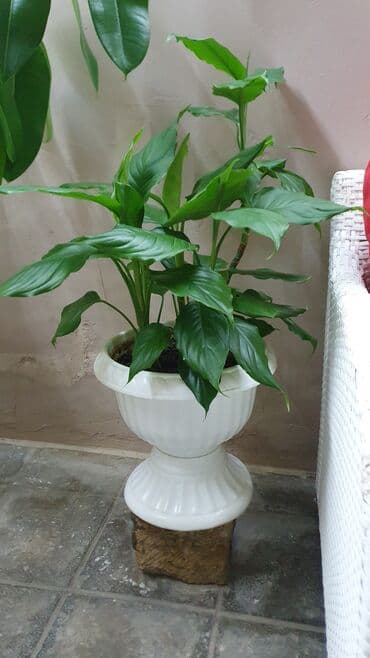 Otaq bitkiləri lalafo.az -da Otaq bitkiləri