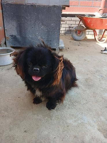 heyvanlar pişik: Pekines — 5