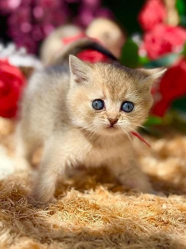 Pişiklər: Britan — 4