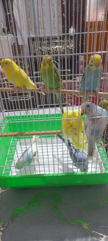 qus: Quşlar 10azn — 8