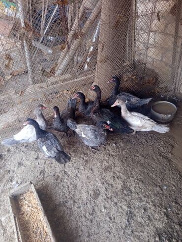 heyvan bazari inekler: Salam yerli və cins ördəklər satılır 20-70 manat arası ünvan Gəncə - — 9