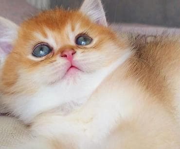 pişik sumkasi: Britan, Erkək, Yaxşı əllərə, Ünvandan götürmə — 4