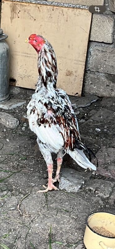 Inəklər, öküzlər: Xoruz, il: 1 — 1