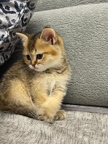 gence heyvan: Şinşilla, Erkək — 3