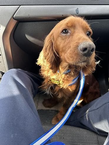 Akvariumlar: Koker spaniyel, 1 il, Erkek, Peyvəndli — 3