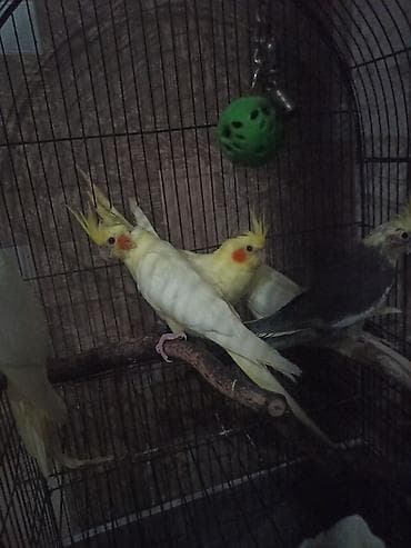 Tutuquşları: Nimfa (cockatiel) tutuquşuları – lutino və boz rəng variantları - — 2