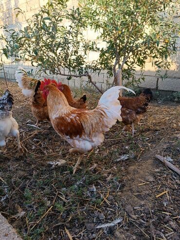 ordek yumurtası: Toyuq, Yumurtalıq — 8