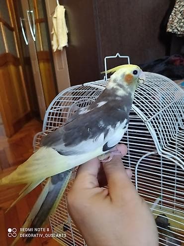 bülbül quşu: Salam. TAM SAĞLAM VİTAMİNLƏR PROFESSİONAL BİT DƏRMANİ VURULUB VƏ — 7