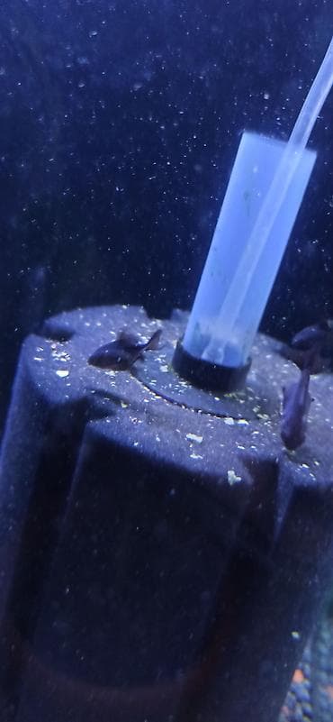 akvarium: Salam teleskop balìğı tam sağlam balıqlardì ölçüləri 5sm olar 10 ədəd — 5