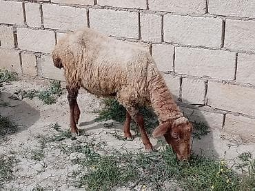 erkek pişik adları: 2 dənə qoyun biri 160 manat — 8