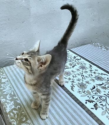 pișik: В самые добрые ручки. Котенок-девочка, возраст - 2,5 мес. Красивая — 2