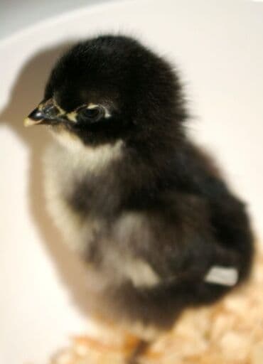 Toyuqlar: Toyuq cücələri, Ətlik — 3