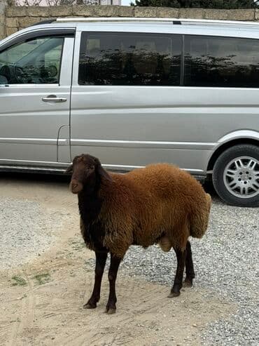 сколько стоят щенки: Самец, Qala, лет: 1, 65 кг, Для разведения, Самовывоз — 8