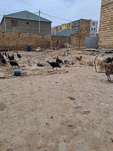 torpag sahesi: 2 sot, Tikinti, Kupça (Çıxarış) — 4