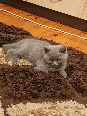 Akvariumlar: Yaxşı əllərə — 9