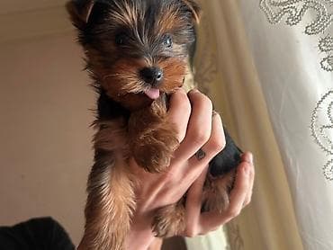 Yorkşir teryer, 2 ay, Erkek