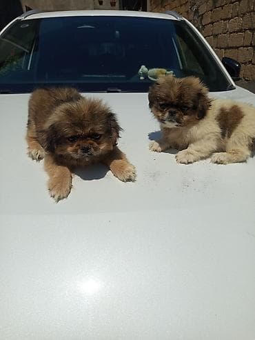 İtlər: Pekines, 2 ay, Peyvəndli, Ünvandan götürmə — 2