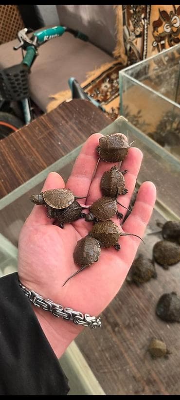 sahiblənmə: Su tısbağası balaları – ehtiraslı akvarium həvəskarları üçün — 5