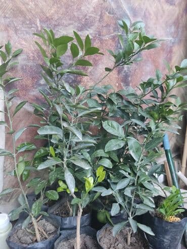 gül toxumları satışı: Agaclar limon🍋 mandalin apersin kinkan fexo diger agaclarda mövcudur — 4