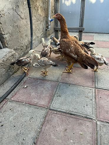 heyrati cucesi: Toyuq cücələri, Damazlıq — 8
