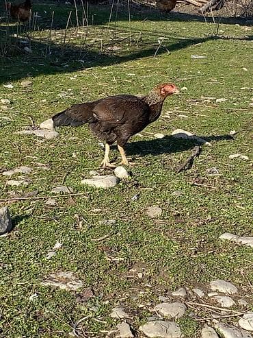 Pişiklər: Heyvan göz qabağındadı isdiyən olsa vidyosunda ataram — 1