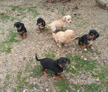 xamilyon heyvan: Çixuahua, 2 ay — 6