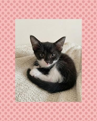 pisik etibarli ellere verilir: Dişi, Yaxşı əllərə — 1