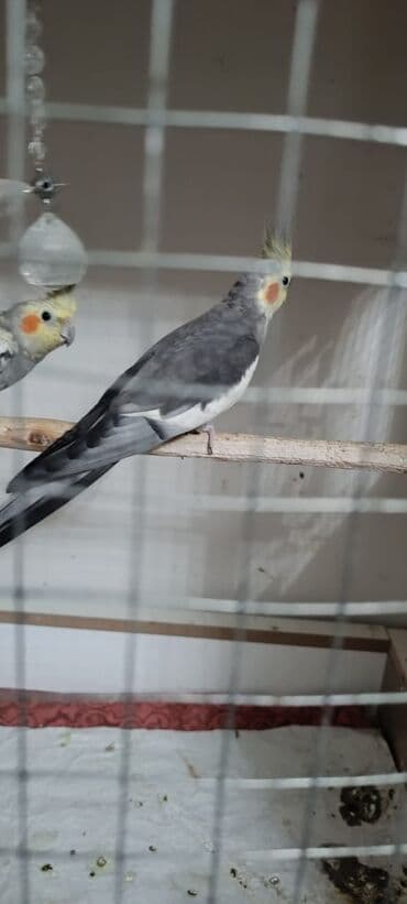 quş xana: Ələ öyrənibdi oxuyur erkəkdi pul lazımdı deyin satlır ciddi şəxslər — 3