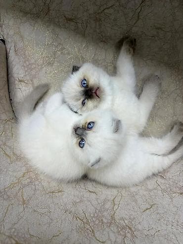 british: Britan — 1