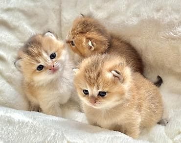 Gold Shinsilla (Baby Face) 30 gunluk Balalar Fikri ciddi olan narahat lalafo.az -da Gold Shinsilla (Baby Face) 30 gunluk Balalar Fikri ciddi olan narahat